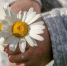 Daisies 3482335 1280 - ИА НовостиВолгограда.ру