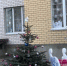 Ранее высаженные ели нарядились к Новому году - Городская Дума