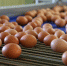 Роспотребнадзор напомнил волгоградцам правила выбора продуктов к Пасхе - Газета Городские вести