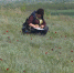 Краснокнижный тюльпан Шренка найден на новых территориях в Алексеевском районе - Riac34.Ru