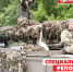 Волгоградские артиллеристы в зоне СВО бьют противника из «Тюльпанов» - Волга-Медиа