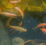 Волгоградская правда - Газета Волгоградская правда