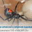 Опасность каракуртов и меры предосторожности - Клиническая больница №4
