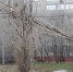 В Волгограде на улице Грамши упавшее дерево повредило линии электропередачи - ВестиВЛГ