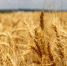 Увеличить - Облкомсельхоз