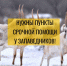 сайгаки миграция зимой Алена Рыжова - Юг России