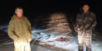 В Волгоградской области задержали браконьеров с тушами сайгаков - Волга-Медиа