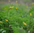 В Волго-Ахтубинской пойме зацвели тюльпаны Биберштейна - Газета Волгоградская правда